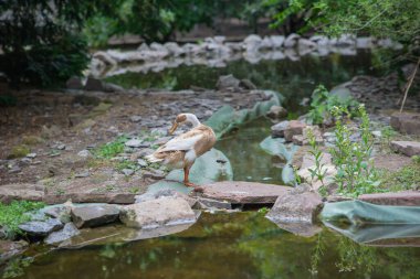 Yazın güzel bir kuş parkta ya da bahçede dolaşır.