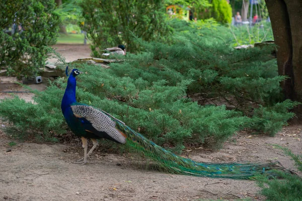 Piękny Paw Ptak Eleganckim Ogonem Spacery Ulicy Parku Lub Podwórku — Zdjęcie stockowe