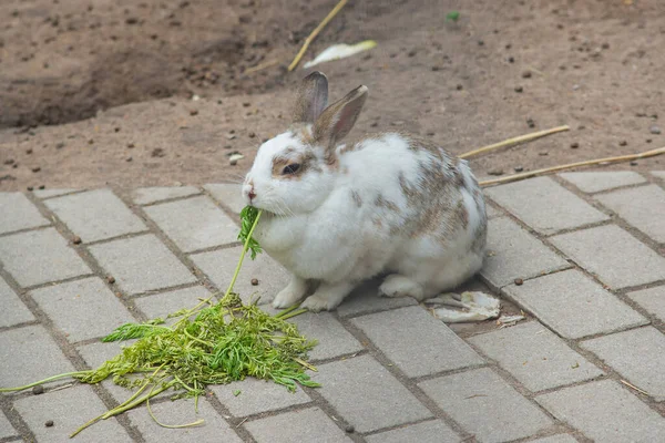 かわいいふわふわのウサギは草を食べて夏に外にいます — ストック写真