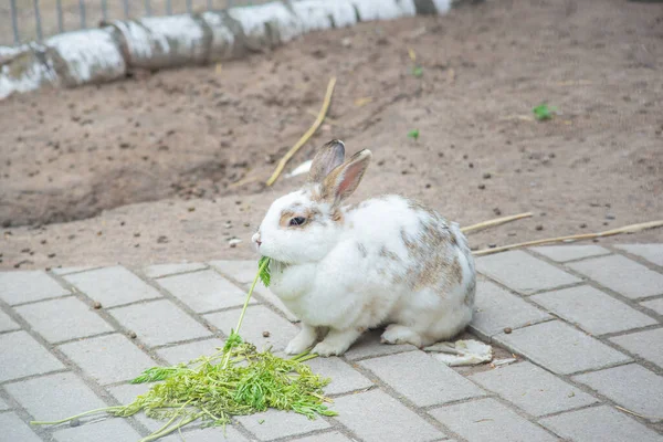 Piccolo Coniglio Soffice Carino Mangia Erba Riposa Fuori Estate — Foto Stock