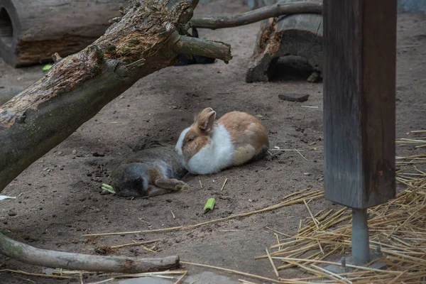 Küçük Sevimli Tüylü Tavşan Çimen Yer Yazın Dışarıda Dinlenir — Stok fotoğraf