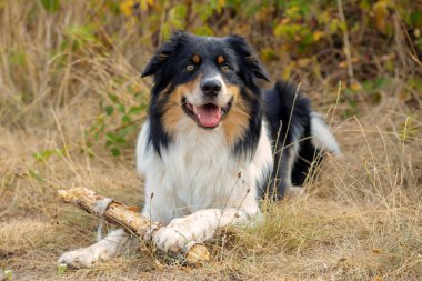 beautiful border collie dog walks in nature and follows the commands of the owner clipart