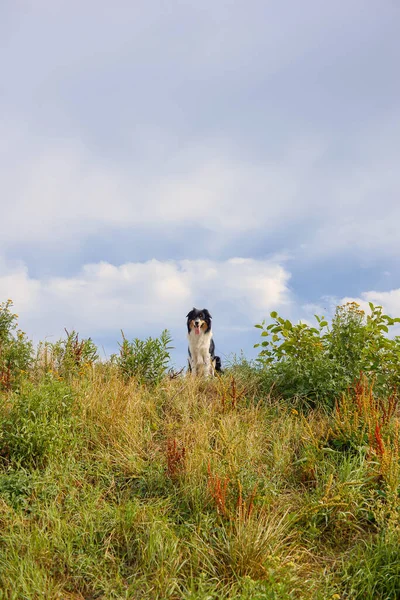 Beautiful Border Collie Dog Walks Nature Follows Commands Owner — стоковое фото