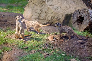 Doğadaki küçük tatlı mirket.