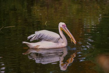 Güzel pilikan doğada bir gölette yüzer.