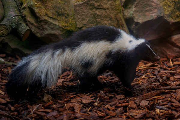 красивые скэнк прогулки на природе или в зоопарке