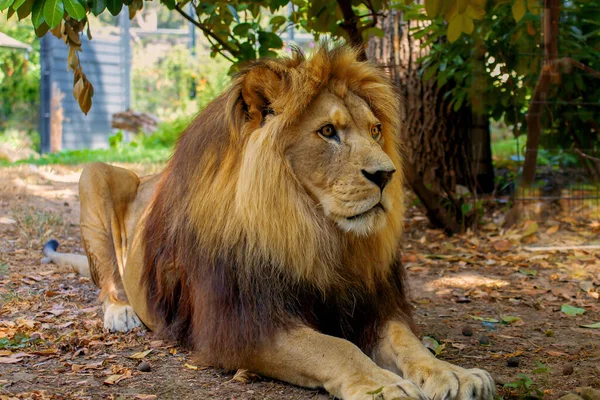 Hermoso León Grande Yace Naturaleza —  Fotos de Stock