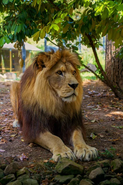 Beau Grand Lion Réside Dans Nature — Photo