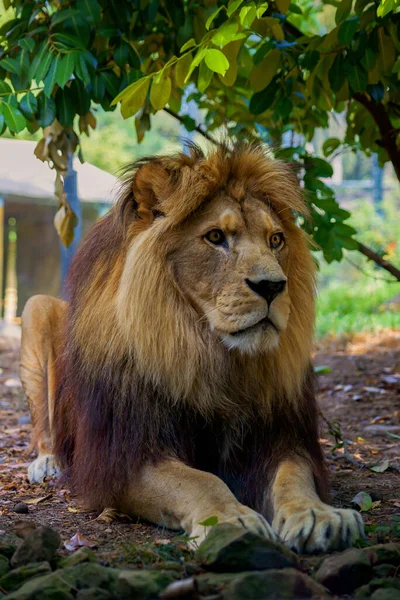 Beautiful Big Lion Lies Nature — Stock Photo, Image