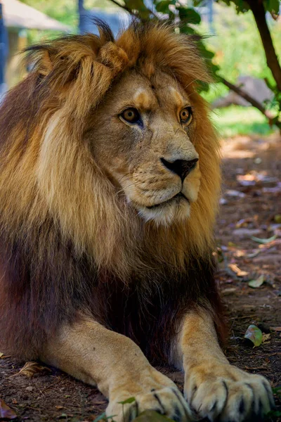 Beautiful Big Lion Lies Nature — Stock Photo, Image