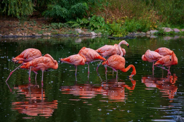Beautiful Pink Flamingos Nature Reserve — Stock Photo, Image