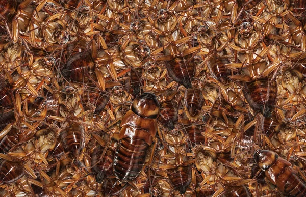 Många Döda Kackerlacka Smutsiga Insekt Konsistens Bakgrund — Stockfoto