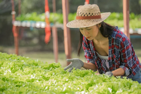 Asian  woman farmers working in vegetables hydroponic farm with happiness. Portrait of woman farmer checking quality of green salad vegetable with smile in the green house farm.