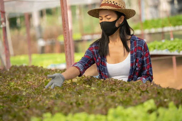 Asian woman farmers working wear mask in vegetables hydroponic farm with happiness. Portrait of woman farmer checking quality of green salad vegetable with smile in the green house farm.