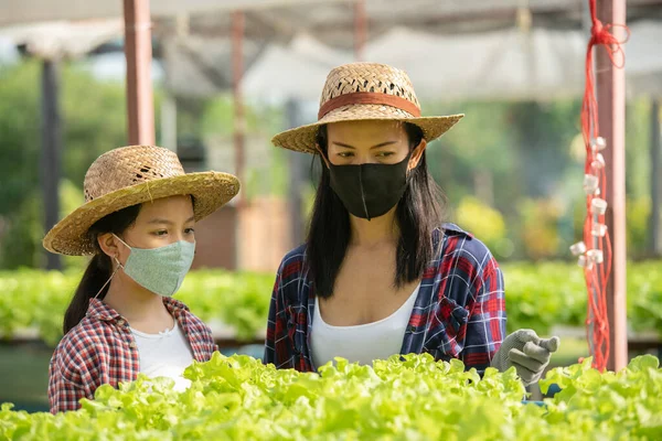 Asian mother and daughter wear mask are helping together to collect the fresh hydroponic vegetable in the farm, concept gardening and kid education of household agricultural in family life style.
