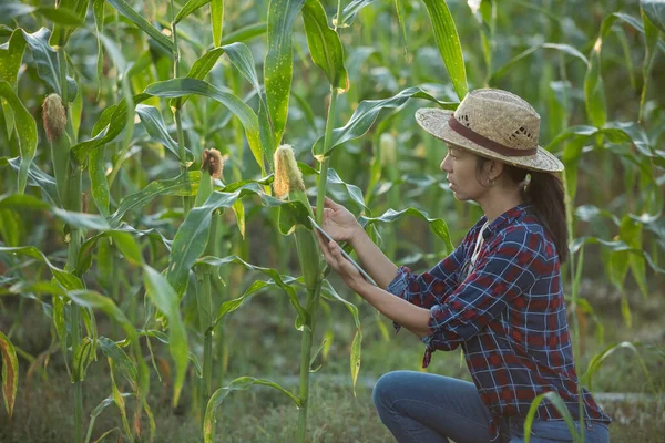 Asiatka Farmářka Digitálním Tabletem Kukuřičném Poli Krásné Ranní Svítání Nad — Stock fotografie