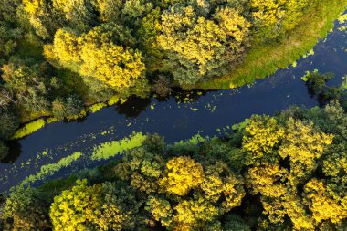 Sonbahar manzarası. Sarı bir ormanın içinden akan mavi bir nehir. Yukarıdan görüntüle