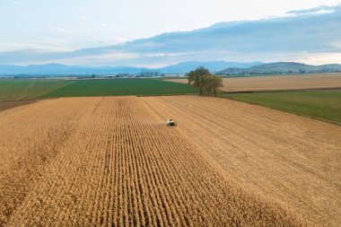 Altın mısır tarlası ve günbatımı gökyüzü, hasat mevsiminde tarım ürünleri manzarası, panorama