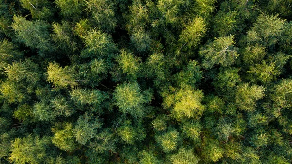 Ağacın tepesi görünümü, arka plan için, yaz arkaplanı