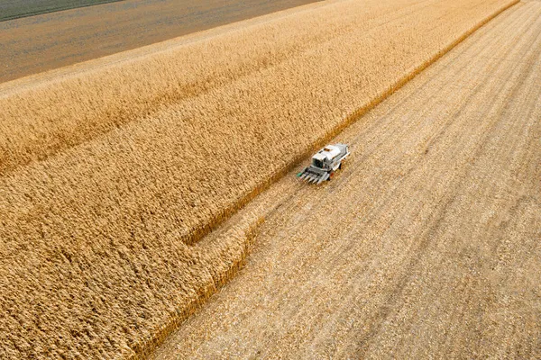 Сбор Кукурузы Комбайн Кукурузном Поле Вид Сверху — стоковое фото