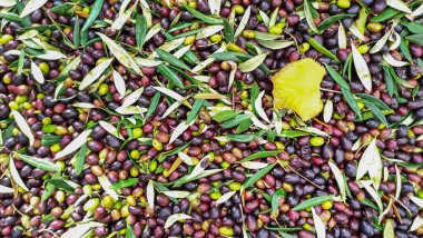 Yapraklı taze organik yeşil zeytinlerin yukarıdan görünüşü, arka plan için bol yeşil ve olgun zeytinler