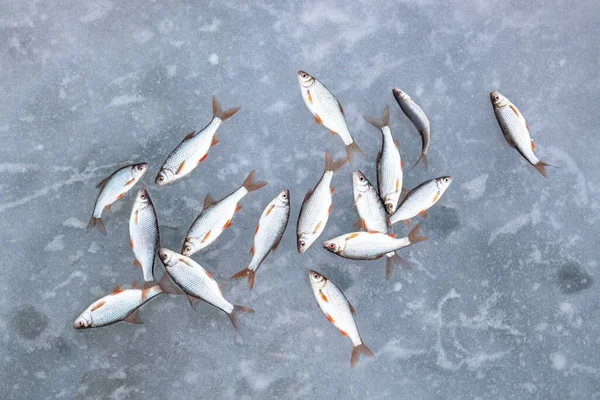 Pesca Invierno Desde Hielo Pescado Sobre Hielo Vobla — Foto de Stock