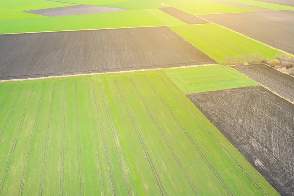 Вид Зверху Зелені Поля Дрона — стокове фото