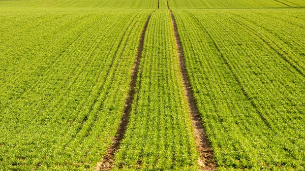 Зеленое Травяное Поле Следами Тракторных Колес — стоковое фото