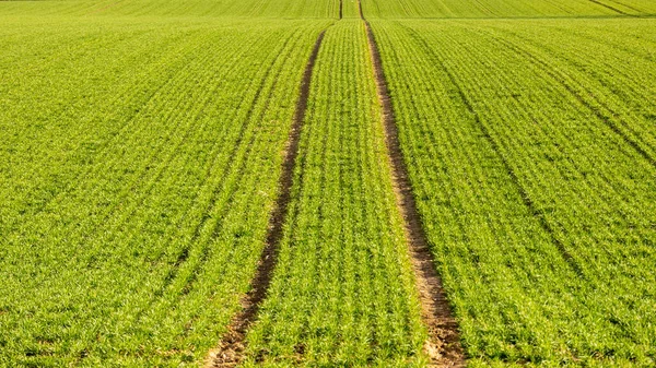 Campo Relva Verde Com Traços Rodas Tratoras — Fotografia de Stock