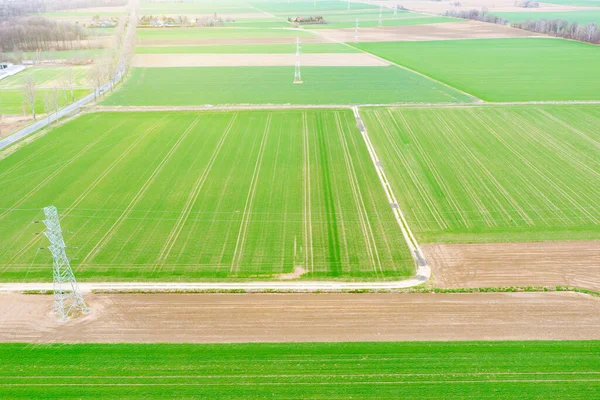 Top View Bright Green Fields Sown Wheat Corn Rural Landscape — Fotografia de Stock