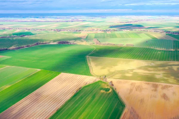 Top View Bright Green Fields Sown Wheat Corn Rural Landscape — Zdjęcie stockowe