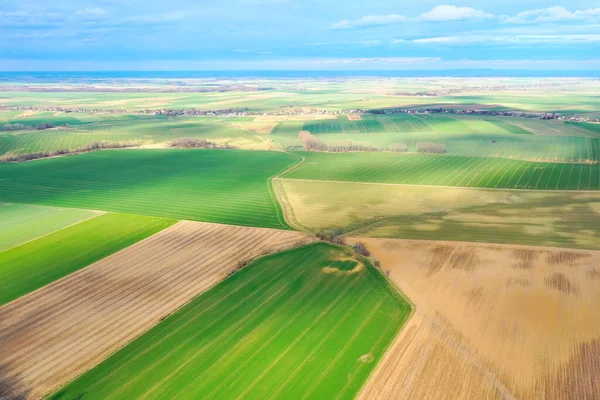 Top View Bright Green Fields Sown Wheat Corn Rural Landscape — Zdjęcie stockowe
