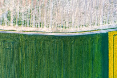 Sebze ve meyve yetiştirmek için büyük seralar. Tarlalarda sera tarımı, tarım.