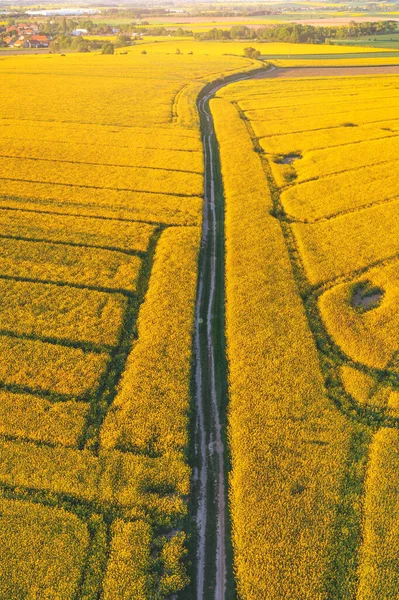 Брудна Дорога Проходить Через Світле Золоте Поле Повітряний Вид Сільський — стокове фото