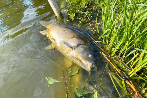 湖の岸の大きな死んだ魚は極端な熱で死んだ — ストック写真