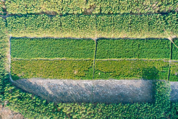 Letecký Pohled Výsadbu Mladých Stromů Lese Odlesňování Výsadbu Nových Stromů — Stock fotografie