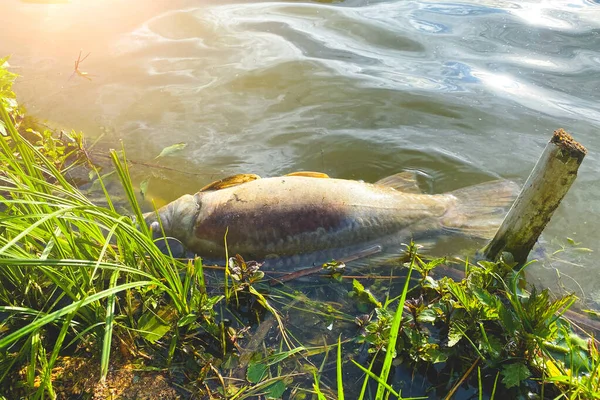 湖の岸の大きな死んだ魚は極端な熱で死んだ — ストック写真