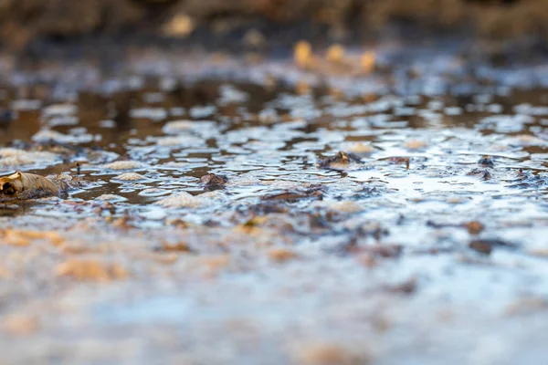 Mold floats in dirty water, dirty swamp. water pollution