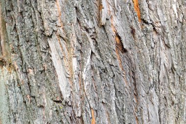 Açık renkli çatlamış ağaç kabuğu, arka plan için ahşap dokuyu kapat