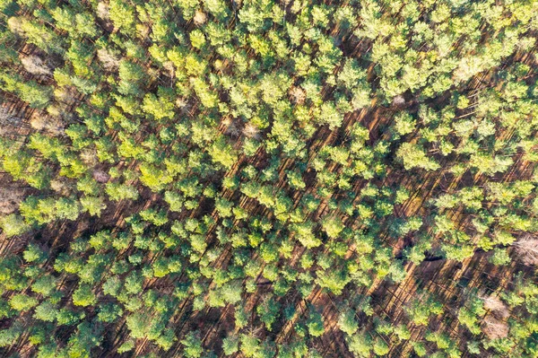 View from a height of the forest. Forest ecosystem and healthy environment concept