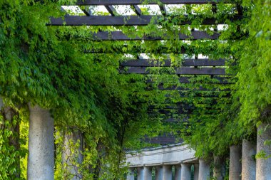 Güzel taş kemer, içinde bir geçit, sarmaşıkla kaplanmış.