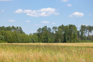 Tipik yaz manzarası köyde, tarlada, ağaçlarda ve gökyüzünde