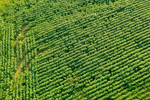 Campo Verde Con Vegetación Densa Paisaje Verano Desde Arriba — Foto de Stock