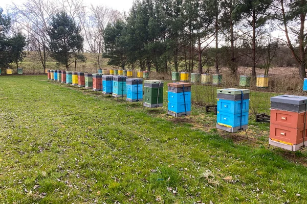 Row Colorful Beehives Beehive Farm Many Hives Collecting Nectar Bees — Stok fotoğraf