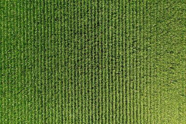 Corn green field from a great height