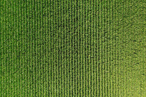 Corn green field from a great height