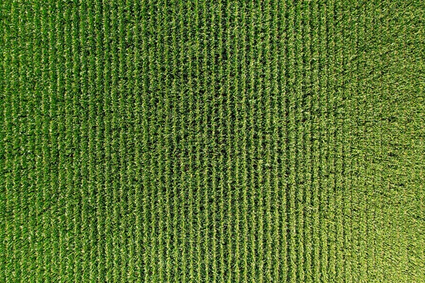 Corn Green Field Great Height — Stock Photo, Image