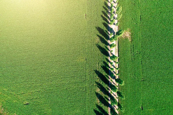 Літній Пейзаж Вид Висоти Зеленого Поля Лісом — стокове фото