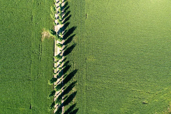 Summer Landscape View Height Green Field Forest — Foto de Stock