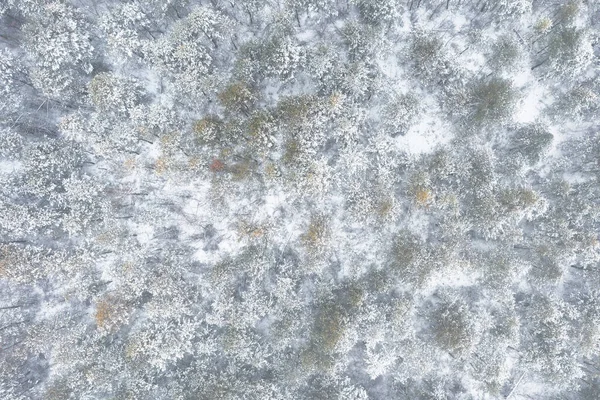 Vista Desde Dron Sobre Abetos Cubiertos Nieve Coche Campo Forestal — Foto de Stock